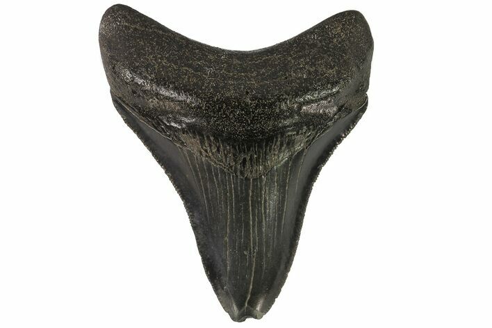 Serrated, Megalodon Tooth - Georgia #76176